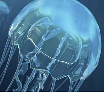 Ask dan jellyfish marine envenomation feature