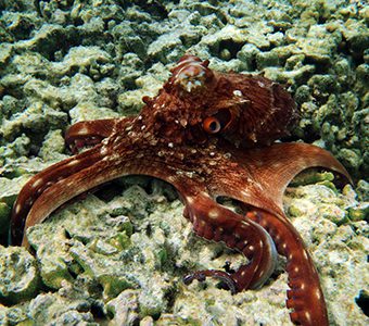 Dds lady elliot island lagoon octopus 7006 feature
