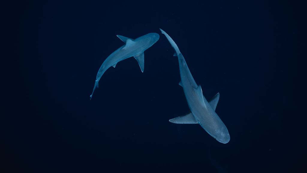 Hawaii tourism oceania wae one ocean diving galapagos sharks Hawaii tourism oceania wae one ocean diving galapagos sharks