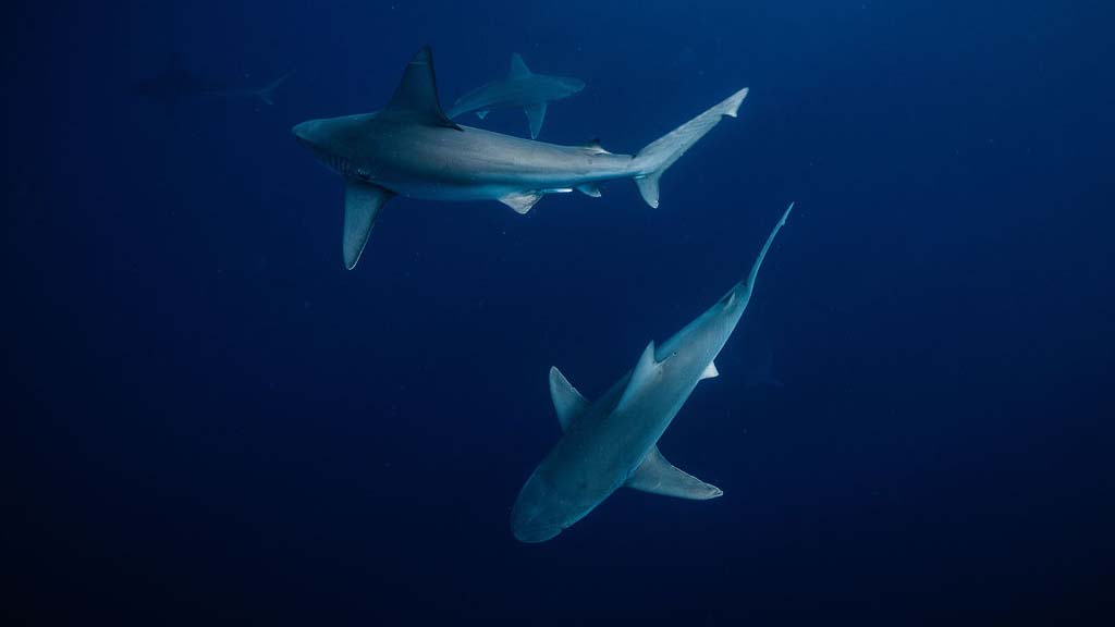 Hawaii tourism oceania wae one ocean diving sharks 1 Hawaii tourism oceania wae one ocean diving sharks 1