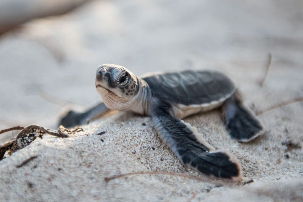 Jake wilton hatchling31