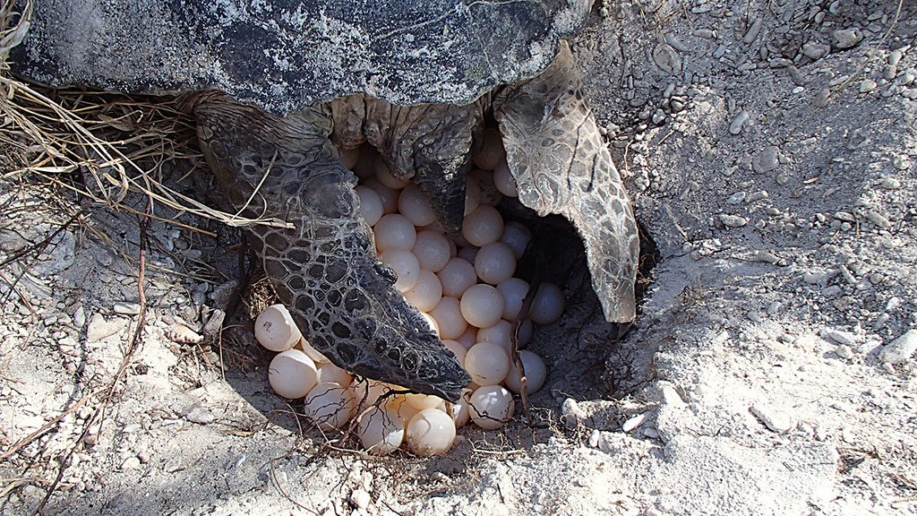 Lady elliot island turtle season green turtle eggs