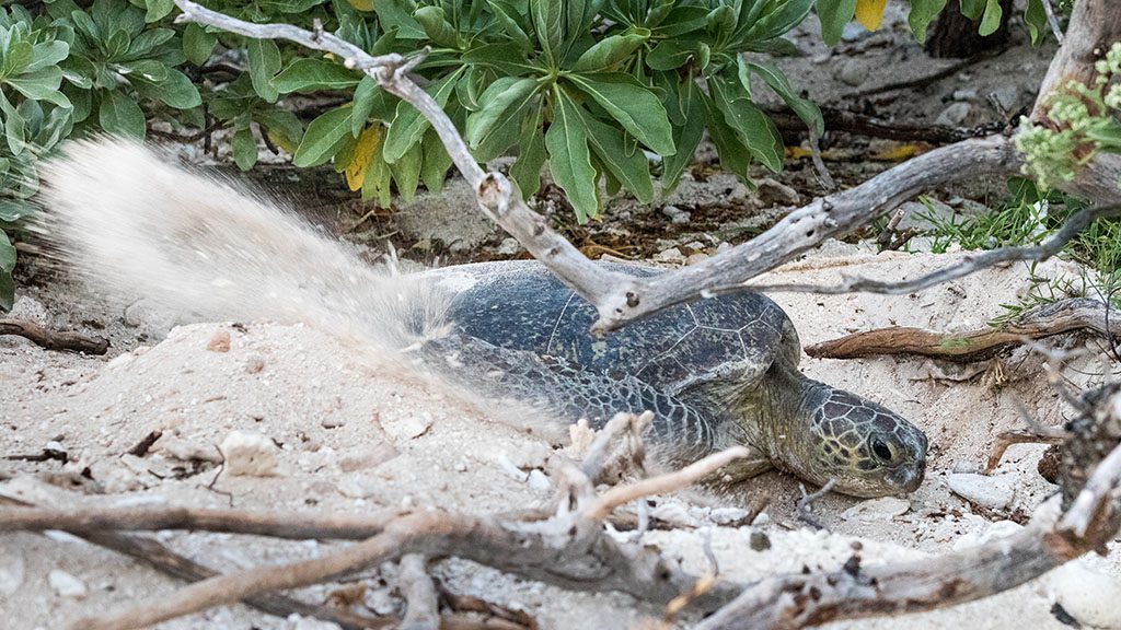Lady elliot island turtle season nesting turtle jeremy somerville