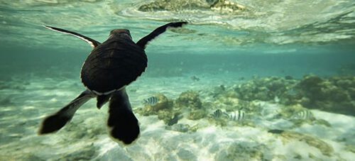 Lady Elliot Island Turtle Season Divers Special