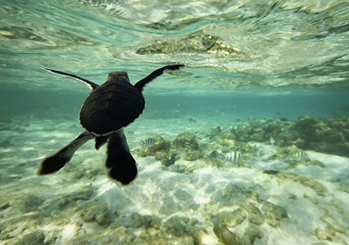 Lady elliot island turtle season turtle hatchling sp