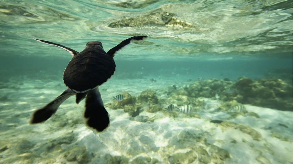 Lady elliot island turtle season turtle hatchling