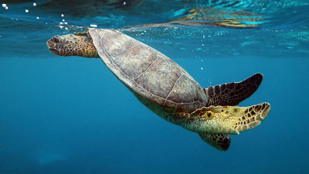 Southern great barrier reef snorkel turtle 7094 Southern great barrier reef snorkel turtle 7094