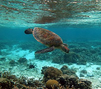 Southern great barrier reef turtle feature