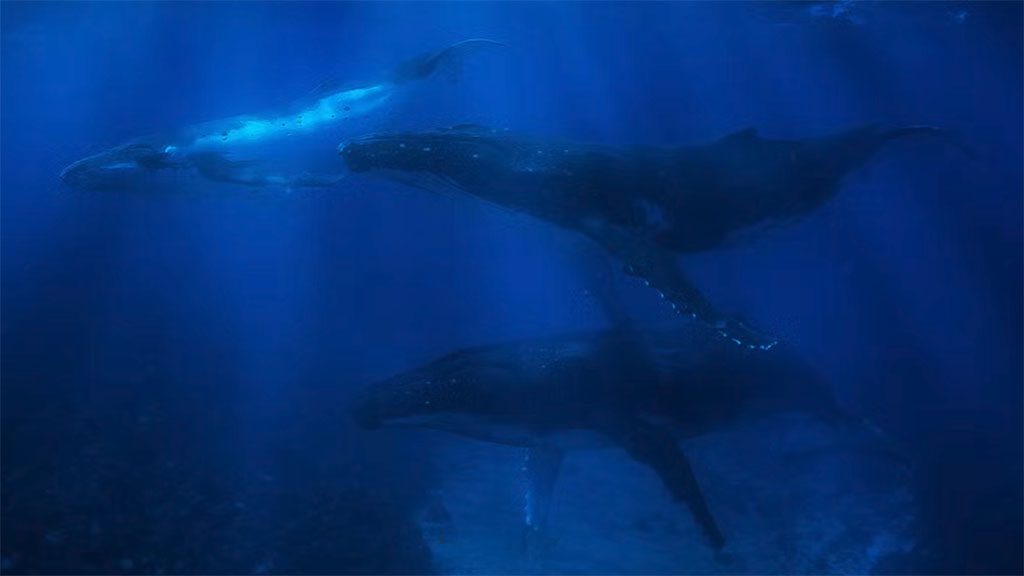 14 tonga haʻapai sandy beach resort 3 whales