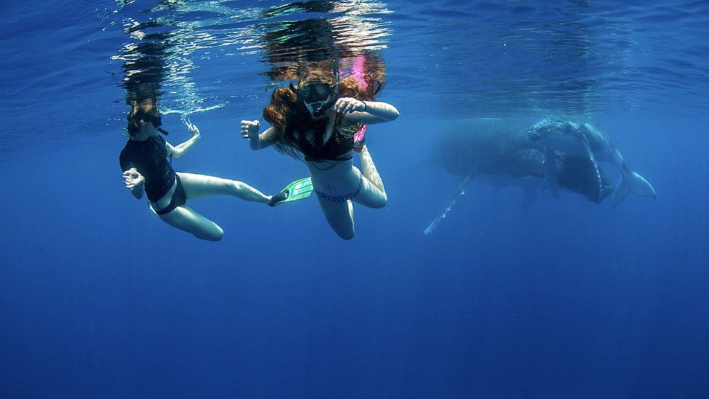 16 tonga haʻapai matafonua lodge snorkelers with whale