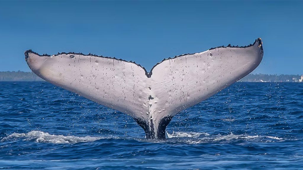 16 tonga haʻapai sandy beach resort whale tail fluke