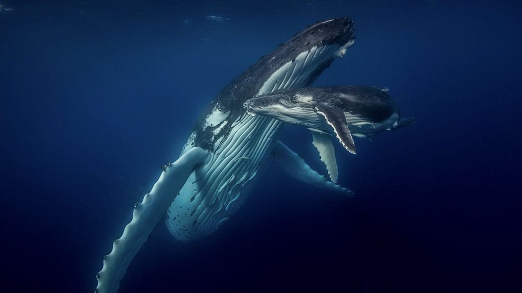 17 tonga haʻapai matafonua lodge humpback mother calf