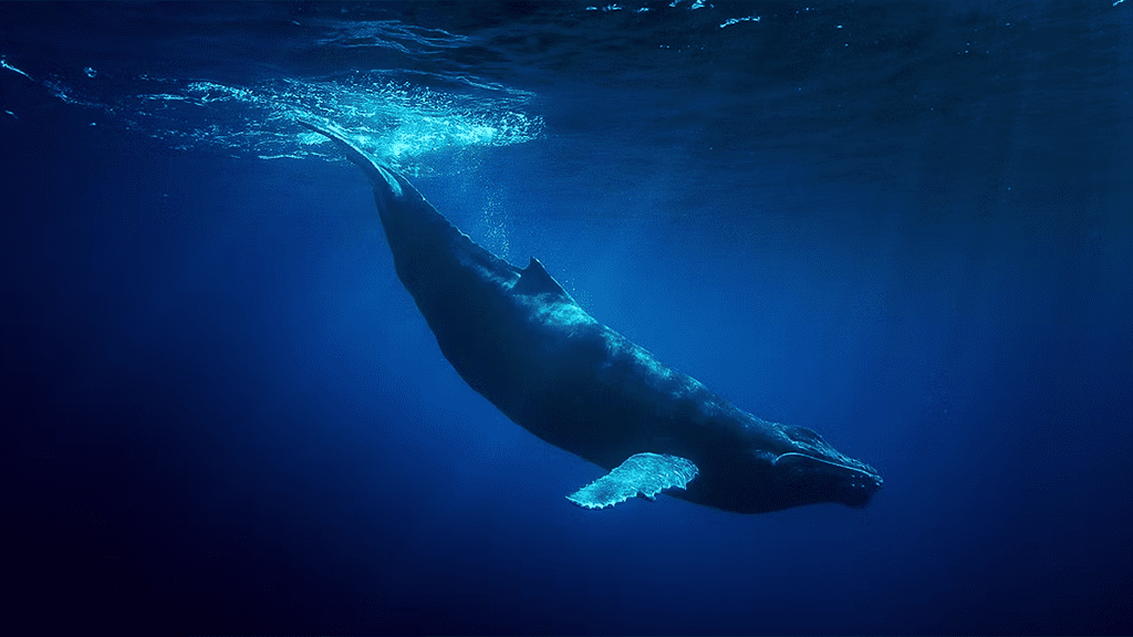 17 tonga haʻapai sandy beach resort whale diving