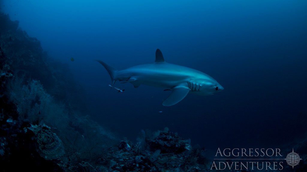 18 philippines aggressor ii dive liveaboard philippines shark
