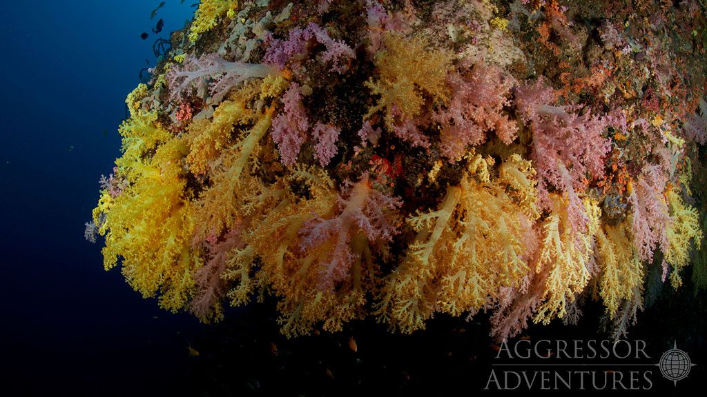 19 philippines aggressor ii dive liveaboard philippines corals