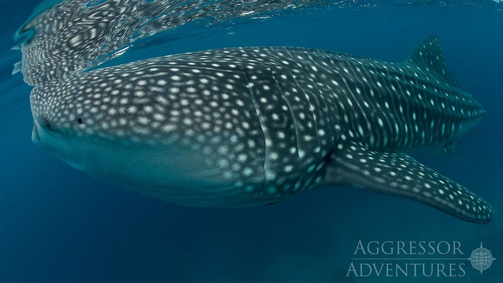 20 philippines aggressor ii dive liveaboard philippines whale shark
