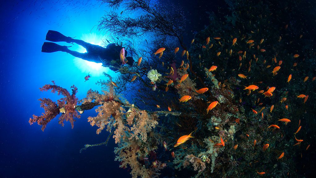 20 sharks bay resort umbi sharm el sheikh red sea egypt red sea scuba diving