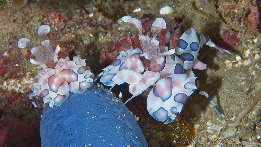 21 philippines aggressor ii dive liveaboard philippines harlequin shrimp