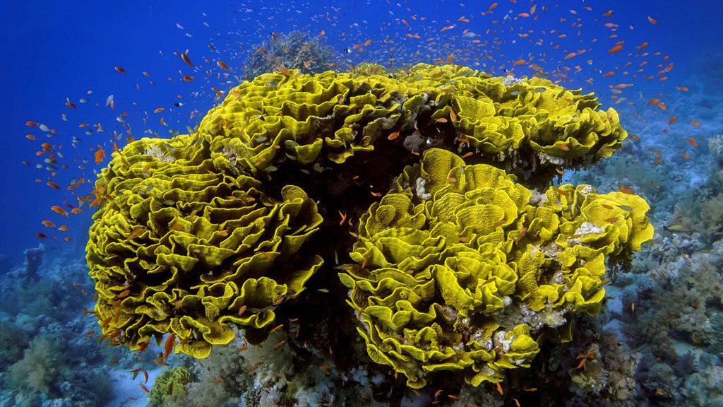 21 sharks bay resort umbi sharm el sheikh red sea egypt scuba dive with corals
