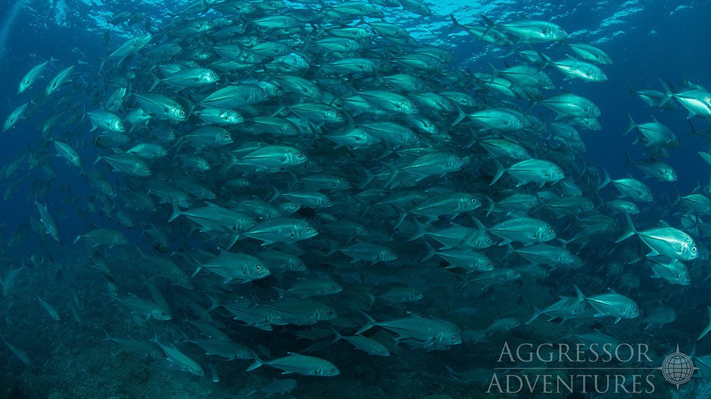 22 philippines aggressor ii dive liveaboard philippines school of fish