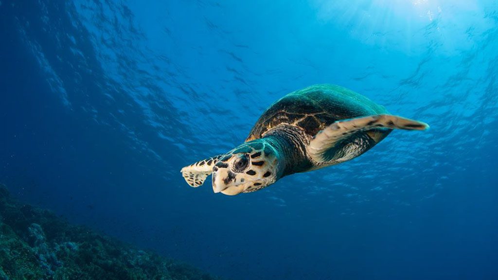 22 sharks bay resort umbi sharm el sheikh red sea egypt red sea turtle