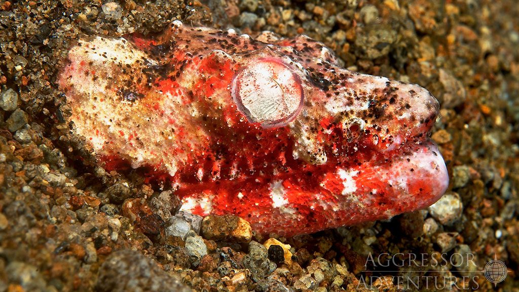 24 philippines aggressor ii dive liveaboard philippines reptilian snake eel