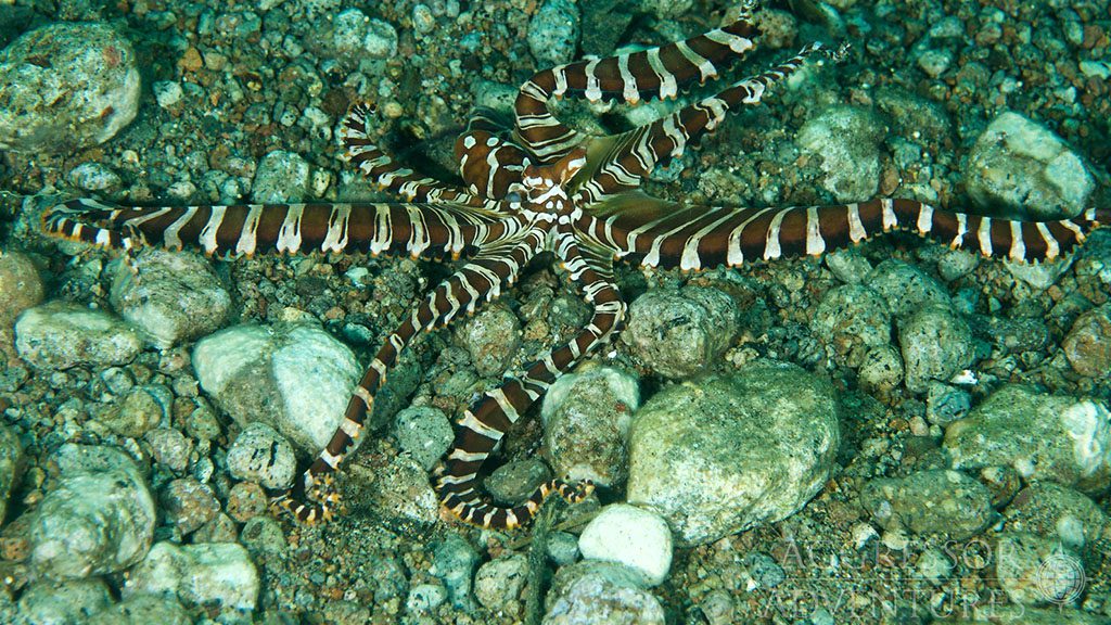 25 philippines aggressor ii dive liveaboard philippines wunderpus octopus