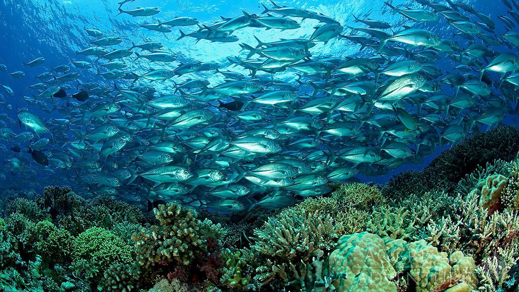 26 philippines aggressor ii dive liveaboard philippines corals and school of fish