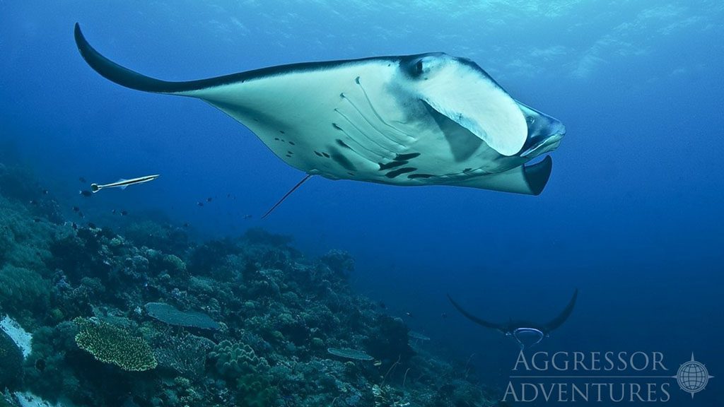 27 philippines aggressor ii dive liveaboard philippines manta ray