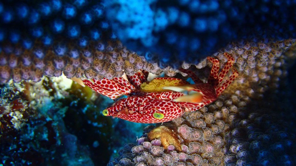 Dive vava u tonga axfactor dive coral crab