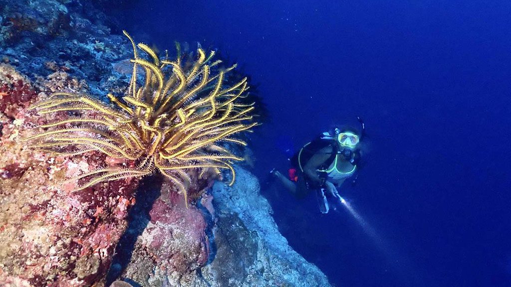 Dive vava u tonga axfactor dive crinoid