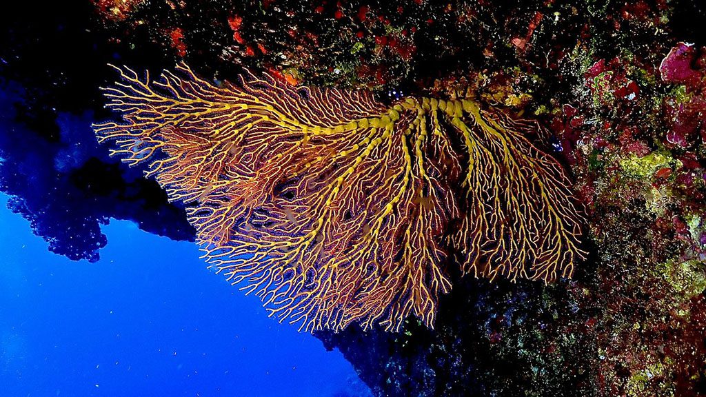 Dive vava u tonga axfactor dive fan coral