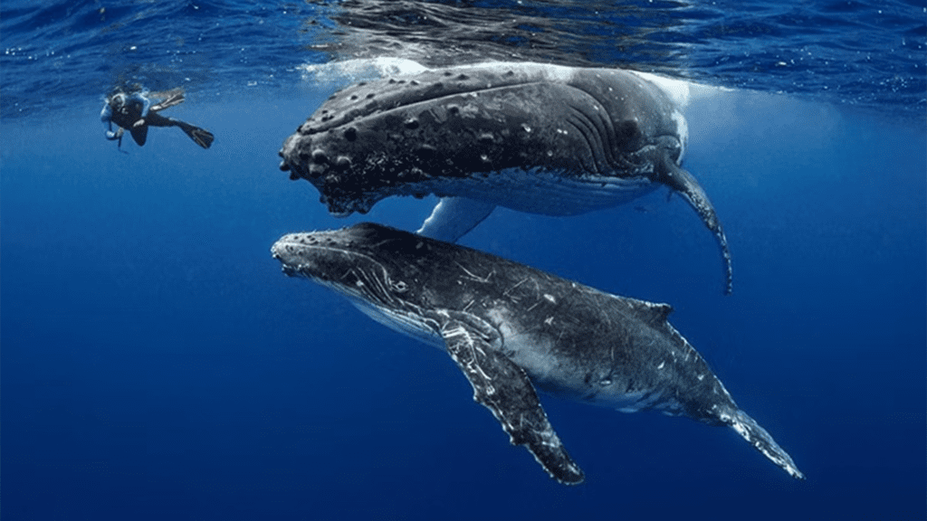 Dive vava u tonga axfactor dive humpback snorkelers