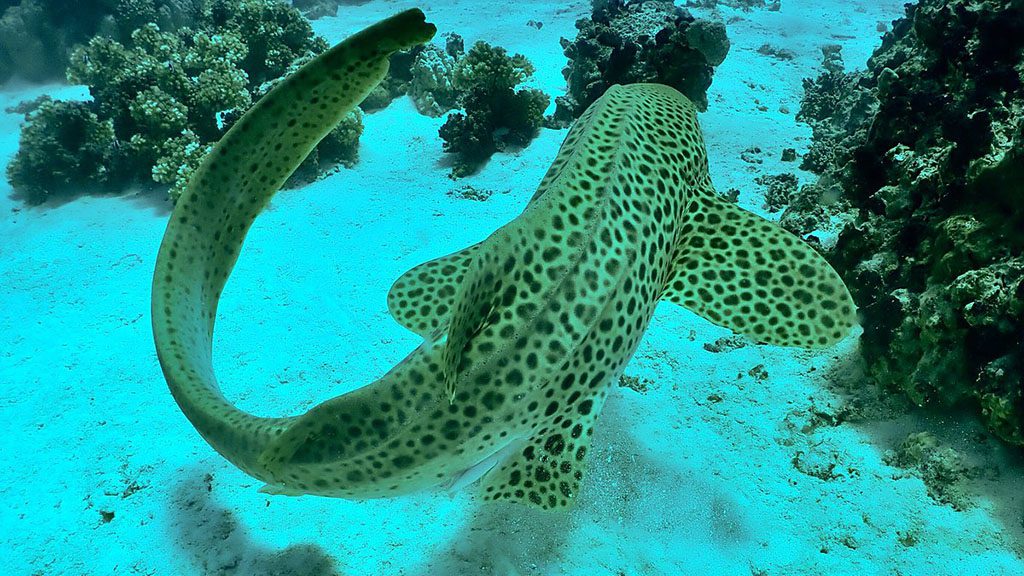 Dive vava u tonga axfactor dive leopard shark