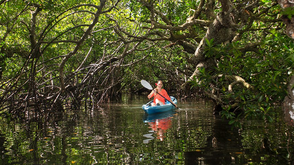 16 beqa lagoon resort beqa lagoon fiji mangrove kayaking