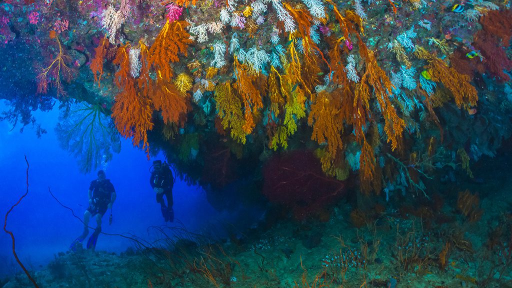 19 beqa lagoon resort beqa lagoon fiji coral walls and divers