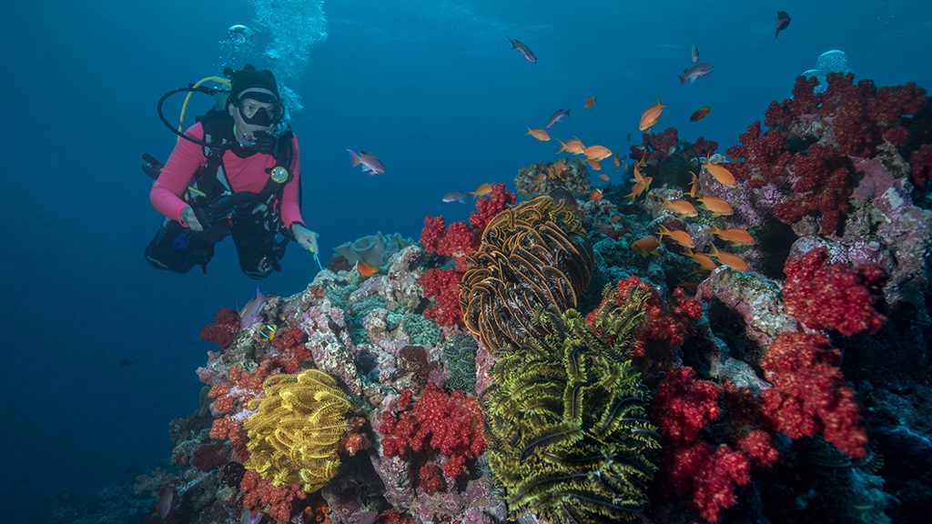 20 beqa lagoon resort beqa lagoon fiji corals and divers