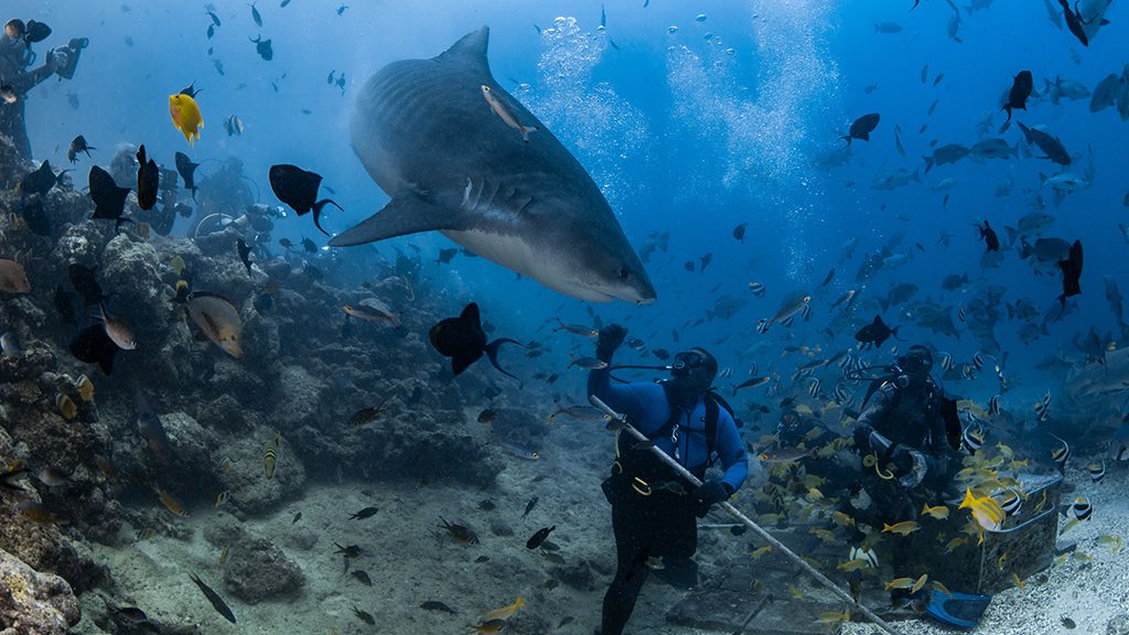 21 beqa lagoon resort beqa lagoon fiji shark dives