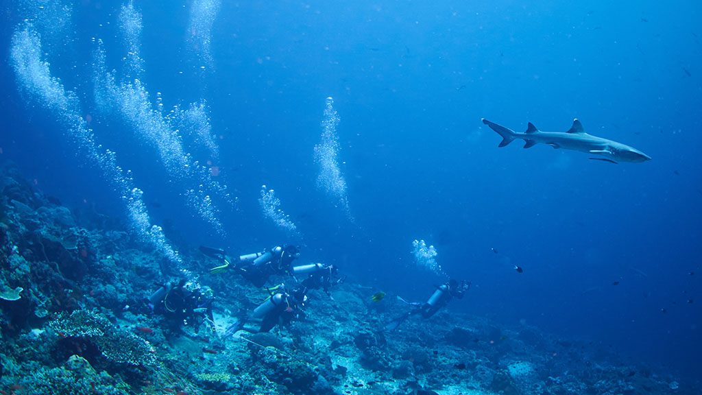Divers on reef hooks shutterstock 2682350757 1024 Divers on reef hooks shutterstock 2682350757 1024