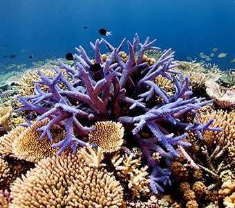 Ribbon reefs two towers by michelle barry 340