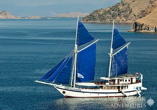 Indo yacht14 special