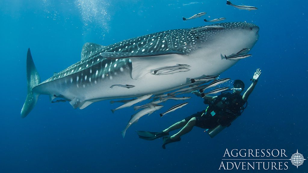 17 thailand aggressor liveaboard indonesia whale shark and diver