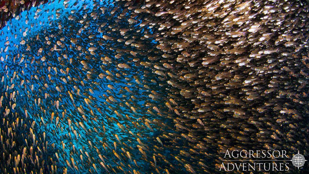 18 thailand aggressor liveaboard indonesia school of glassfish