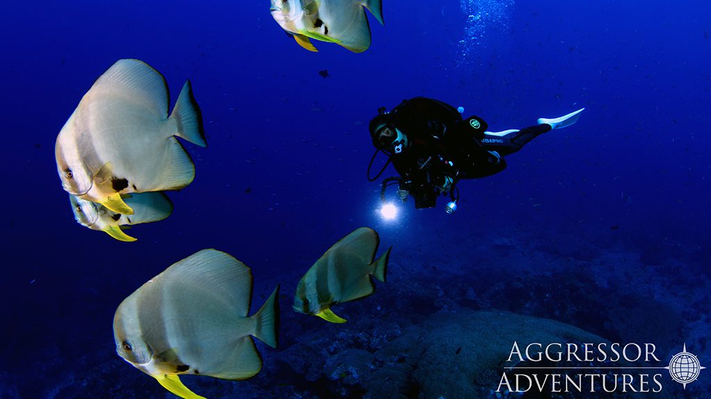 19 thailand aggressor liveaboard indonesia orbicular batfish with diver