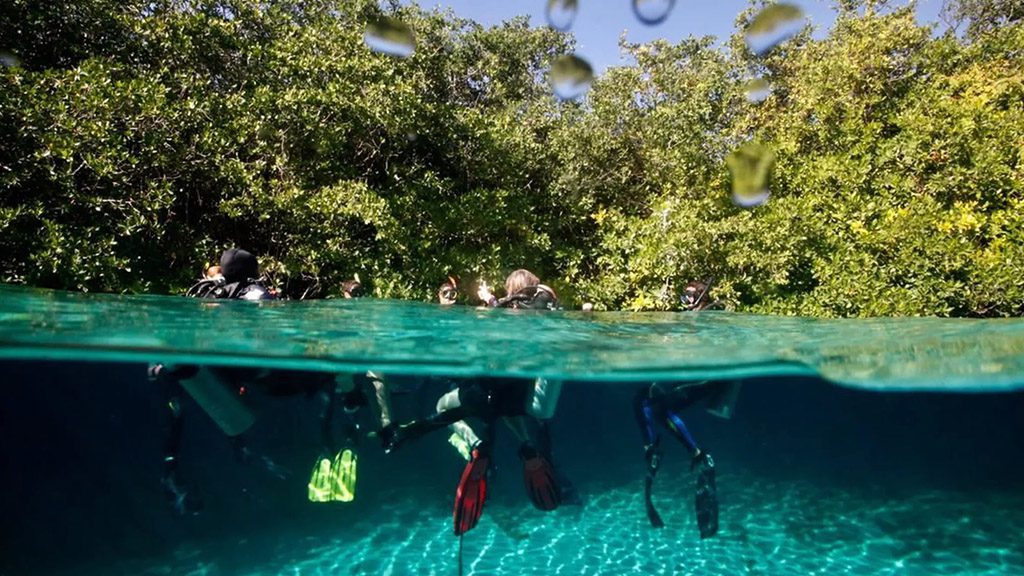 20 infinity2diving tulum mexico padi course