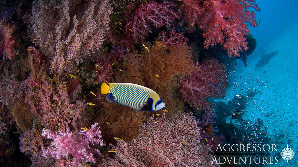 20 thailand aggressor liveaboard indonesia coral walls