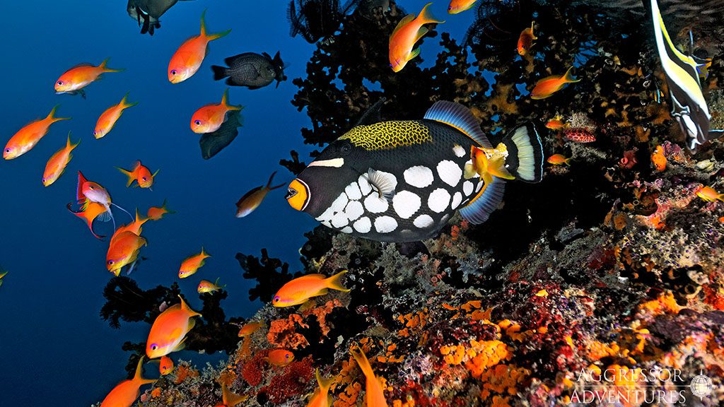 22 maldives aggressor ii liveaboard maldives clown triggerfish