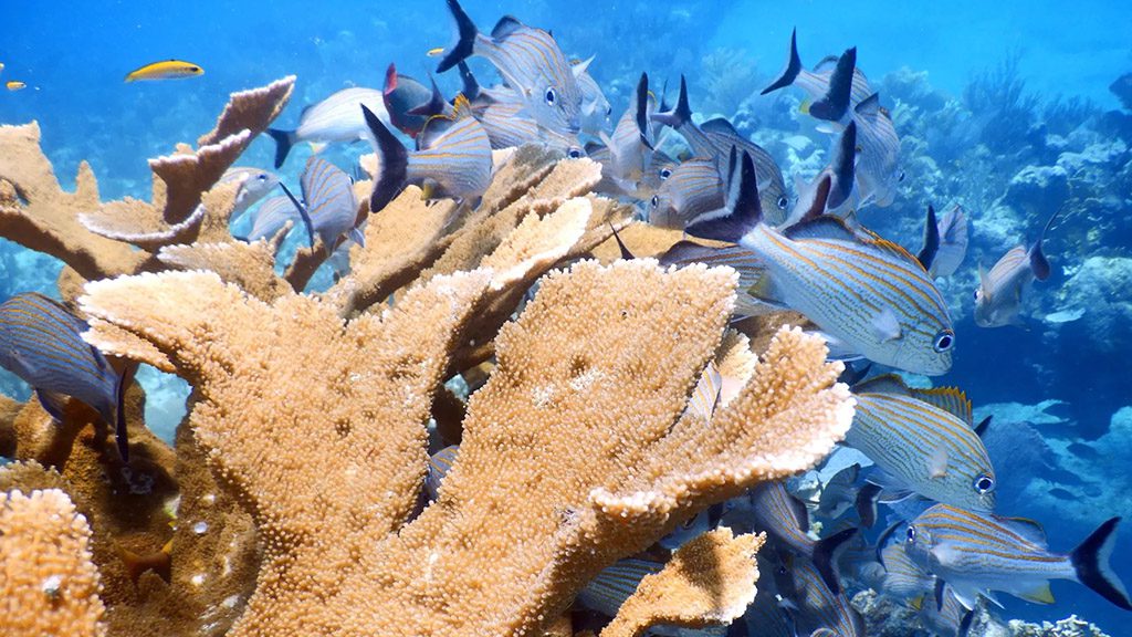 23 infinity2diving tulum mexico reef diving