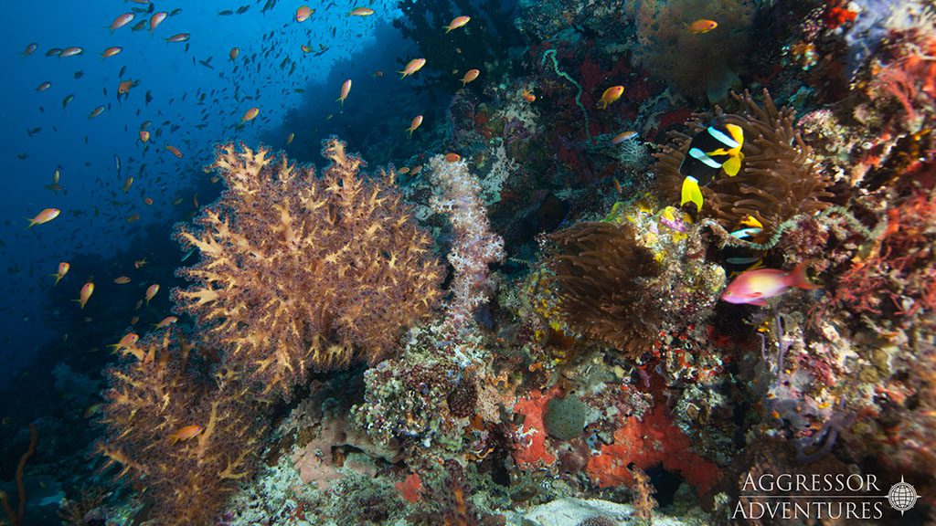 23 maldives aggressor ii liveaboard maldives colorful corals