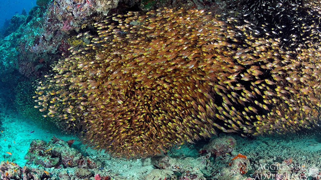 24 maldives aggressor ii liveaboard maldives glassy sweepers